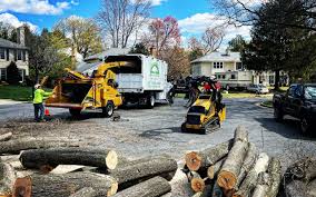 How Our Tree Care Process Works  in Orange Park, FL